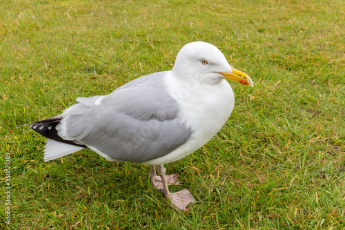 Beautiful and funny seagull on green grass. Close up view of white bird seagull on green grass.