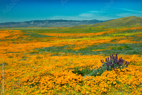 Orange poppies and purple flowers bloom in spring throughout the valley and up to the mountain foothills Royalty free stock photo