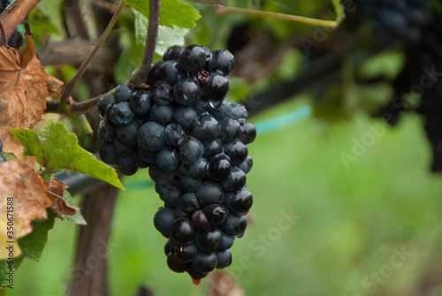 clusters of grapes in a vineyard
