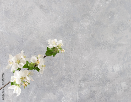  branches of a blossoming apple tree on a grey background.Top view