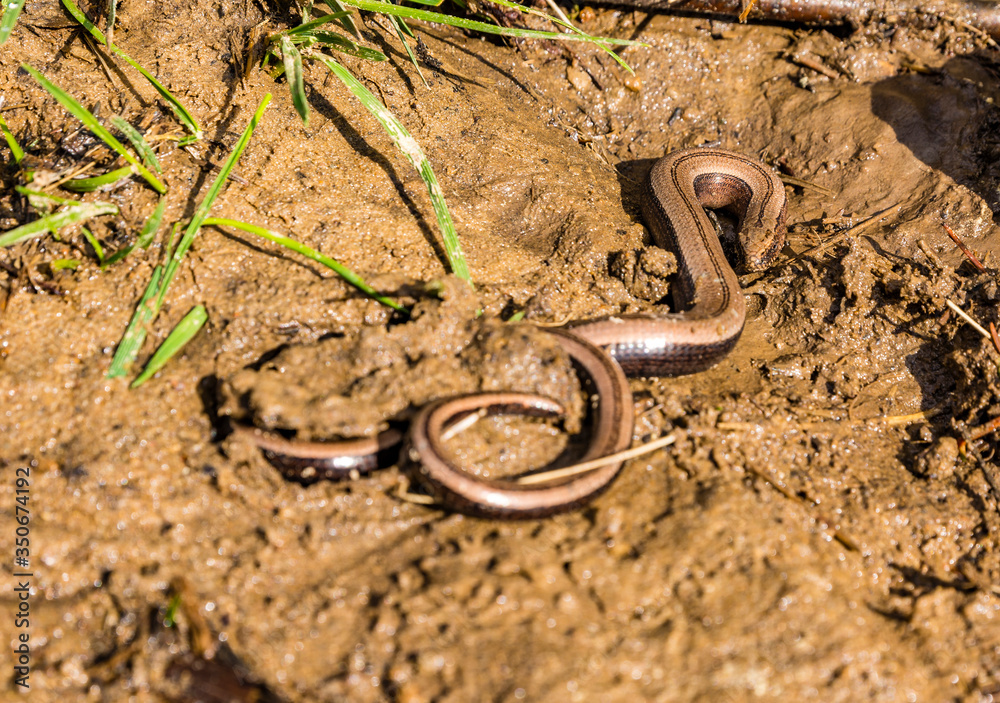 Lizard - Anguis fragilis (Blindworm) in the wild in the morning.