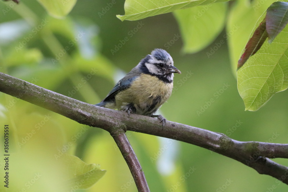 Blaumeise Blaumeise