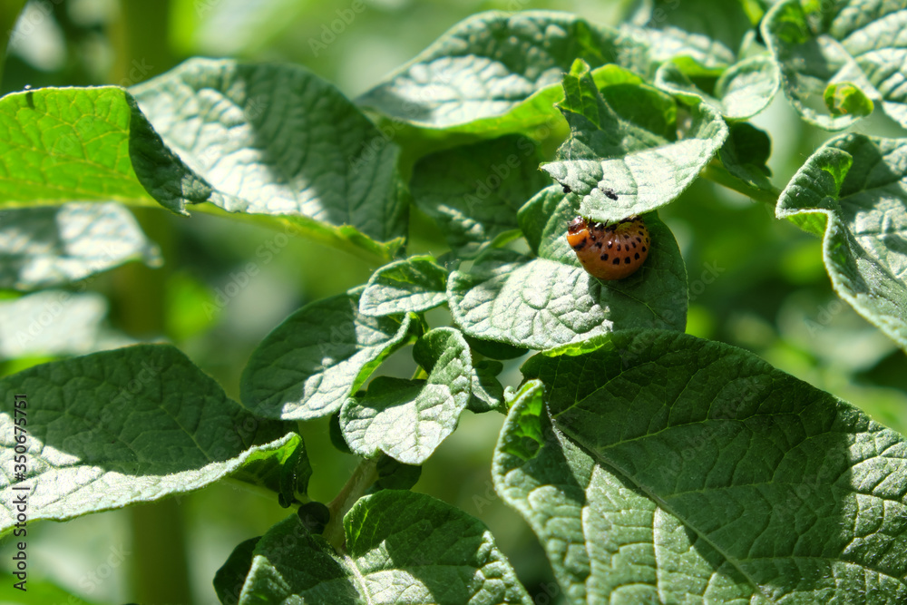 Colorado potato beetle larva on the stalk of potatoes. Agricultural pest. Colorado potato beetle larva on the stalk of potatoes. Agricultural pest.