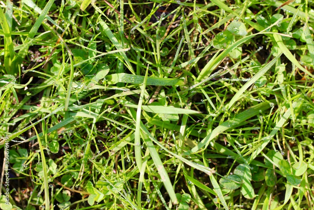 A close view of the bright green grass on the ground. A close view of the bright green grass on the ground.