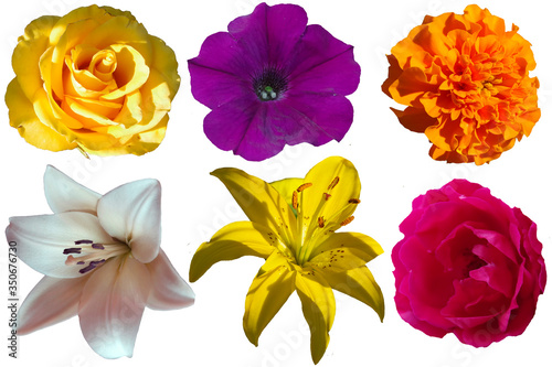 Multicolored flowers on a transparent background 