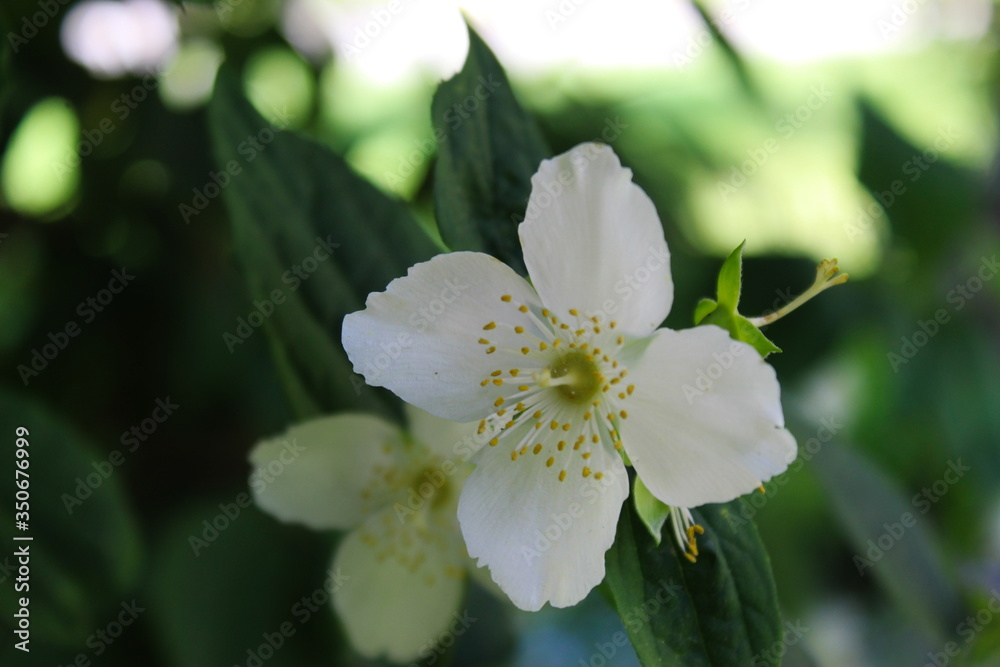 A beautiful white flower with a green background like a mirror. Philadelphus coronarius, sweet mock-orange, English dogwood.