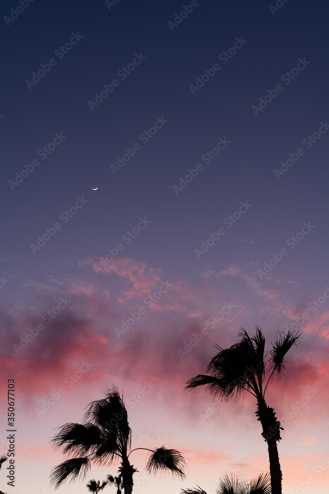 Low angle view of silhouettes of palm trees with purple sky at evening