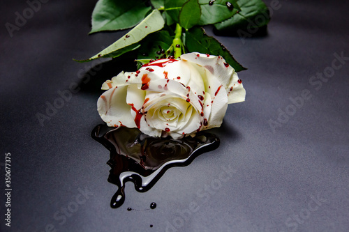Fototapeta Naklejka Na Ścianę i Meble -  Beautiful and bloody white rose on the dark background. Bloody rose - conceptual photo.  White rose with blood.