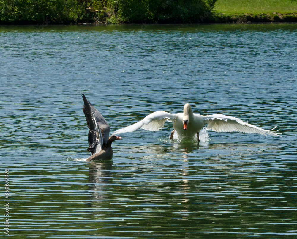 A swan is hunting a greylag goose and cast out the goose in a lake in the water A swan is hunting a greylag goose and cast out the goose in a lake in the water