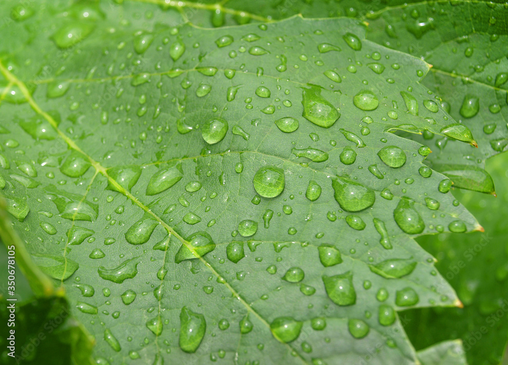 Green leaves become wet under the rain