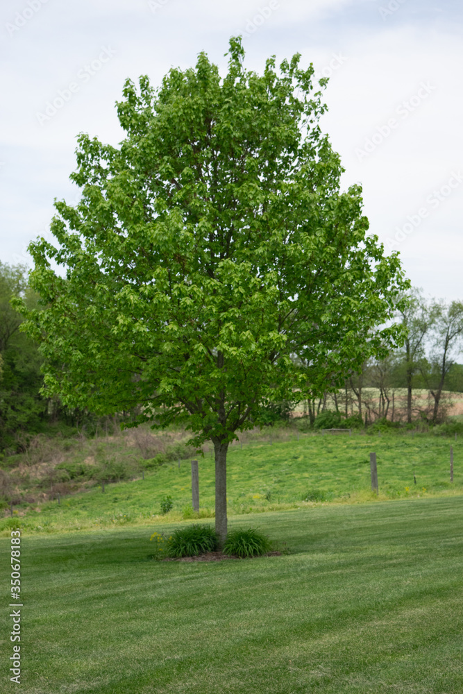 maple tree