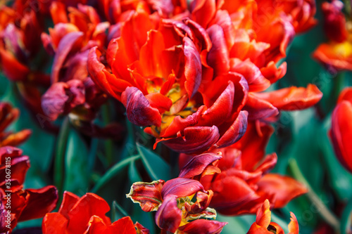 bunch of tulip flowers close up for background  flowerbed untypical macro  many petails bright colored