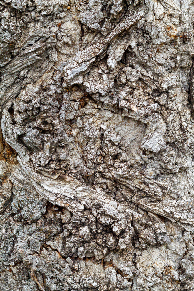 Old Weathered Tree Bark Texture Old Weathered Tree Bark Texture
