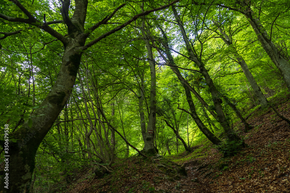 Naklejka premium The municipality of Appiano in South Tyrol in northern Italy.