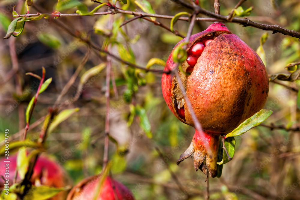 Pomegranate, fruit and plant. The pomegranate, botanical name Punica granatum, is a fruit-bearing deciduous shrub or small tree in the family Lythraceae. Pomegranate, fruit and plant. The pomegranate, botanical name Punica granatum, is a fruit-bearing deciduous shrub or small tree in the family Lythraceae.