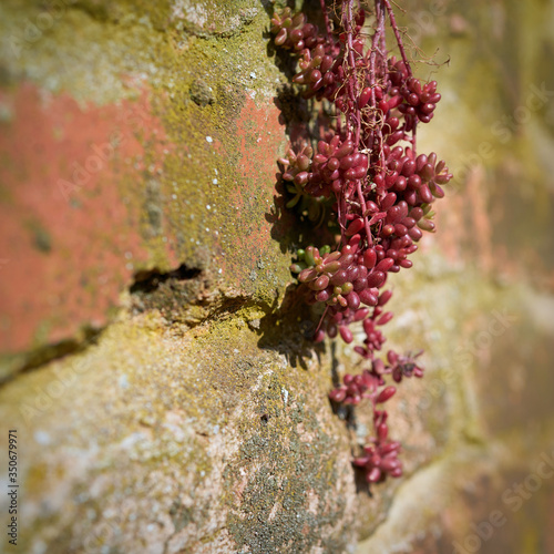 Überlebenskampf von Mauerpfeffer (Sedum brevifolium DC.) an einer Wand aus Naturstein photo