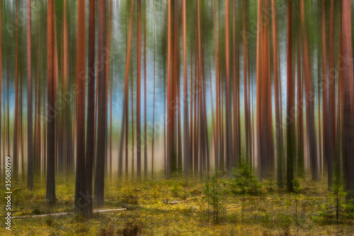 Fantasies on the theme of a spring forest in a pine forest in early spring
