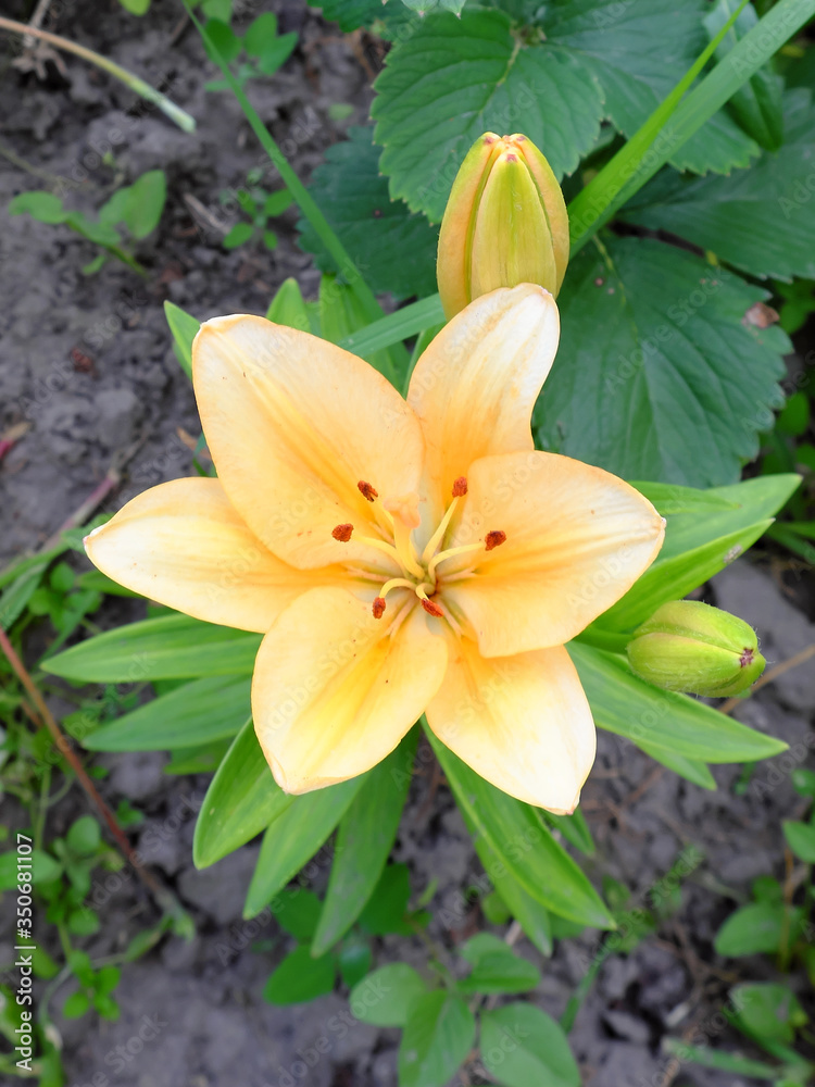 Lily flower close-up. A large flower with cream colored petals. Lily flower close-up. A large flower with cream colored petals.