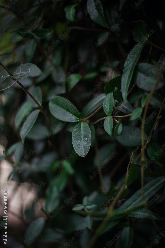 Fototapeta premium Green leave plant in a botanical garden