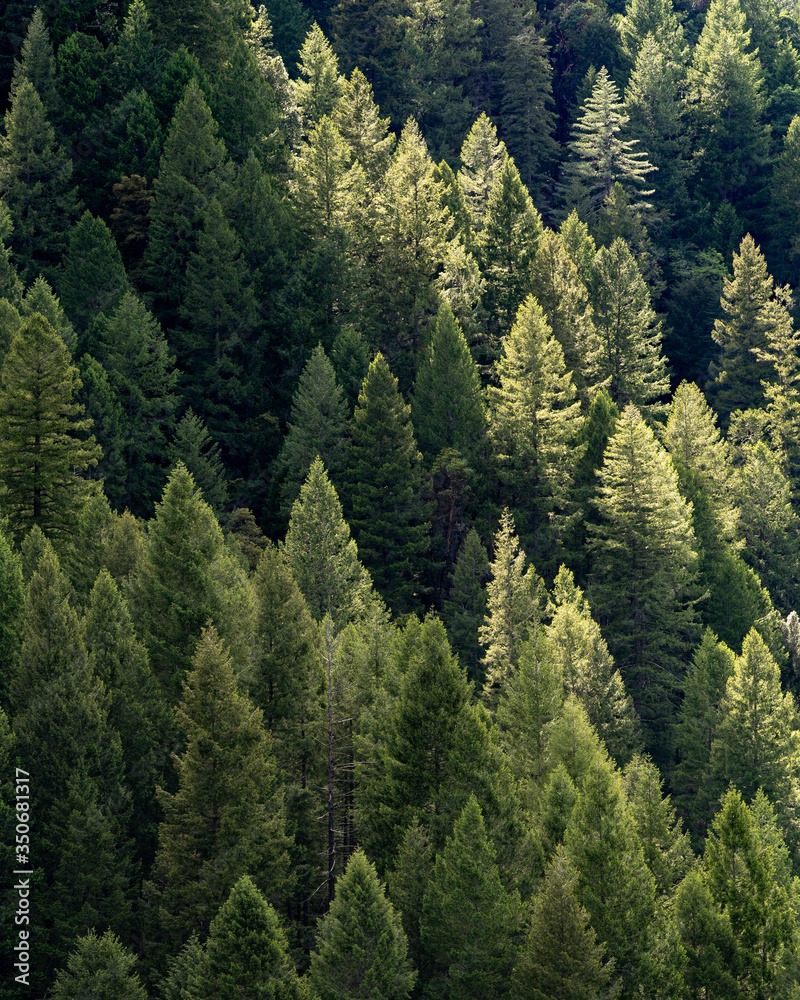 Obraz premium Trees in the Spring in the forest