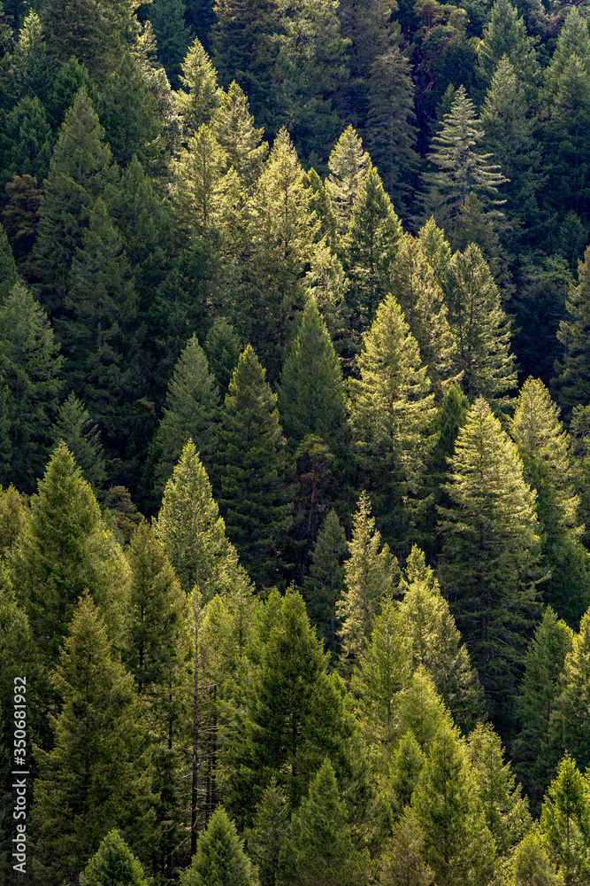 Fototapeta premium Trees in the Spring in the forest