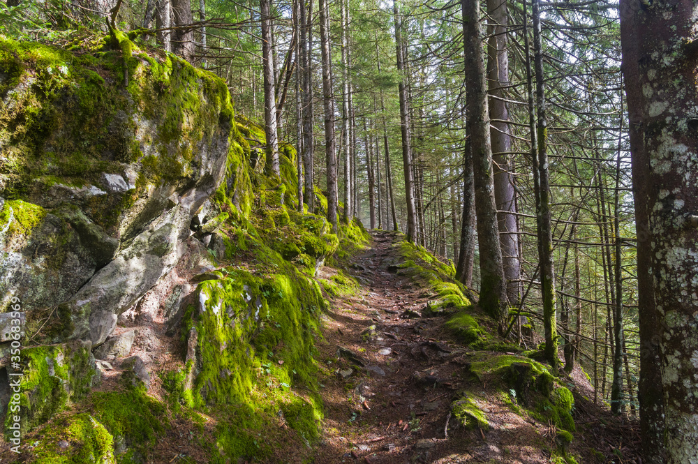Hillside trail. Hillside trail.