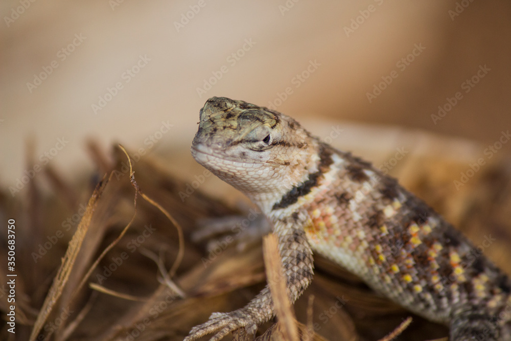 Close-up of a lizard Close-up of a lizard