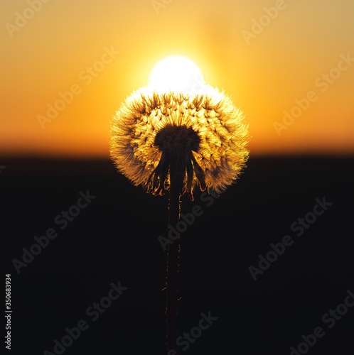 dandelion on sunset background