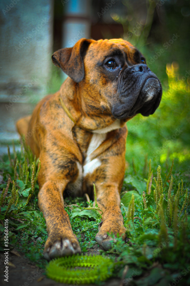 Portrait of a boxer dog