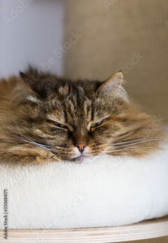 Adorable long haired cat relaxes on the scratching post, brown mackerel siberian breed 