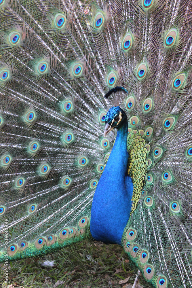 Obraz premium peacock with feathers out