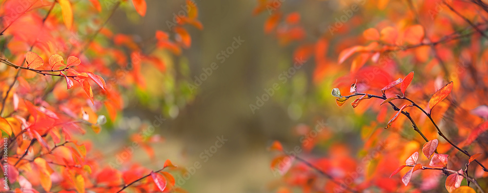 bright autumn nature background. red-orange fall leaves. autumn season concept. banner. copy space. bright autumn nature background. red-orange fall leaves. autumn season concept. banner. copy space.