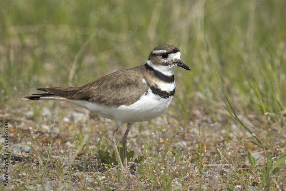 Cute killdeer on the ground. Cute killdeer on the ground.