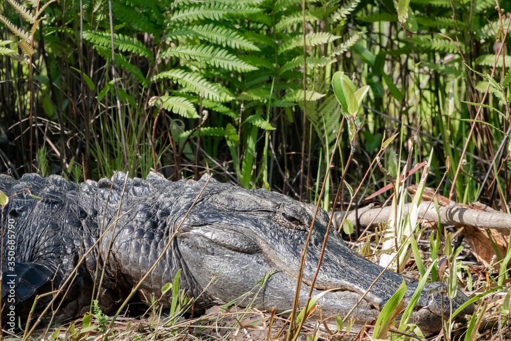 Naklejka premium Enormous male American Alligator basking on the edge of a canal in Okefenokee wildlife refuge. 