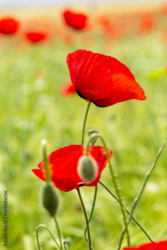 Obraz premium Flowers 