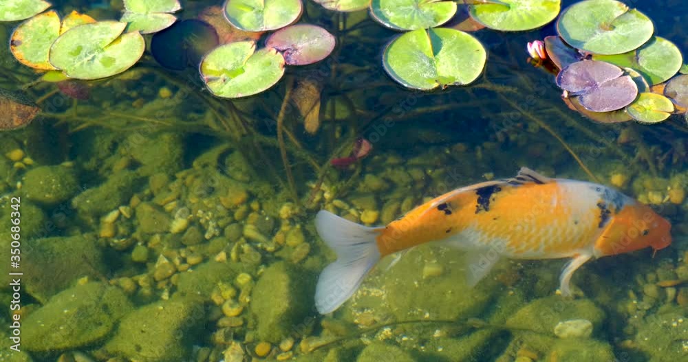 colorful koi fish in the lake float Among water lilies in an artificial pond