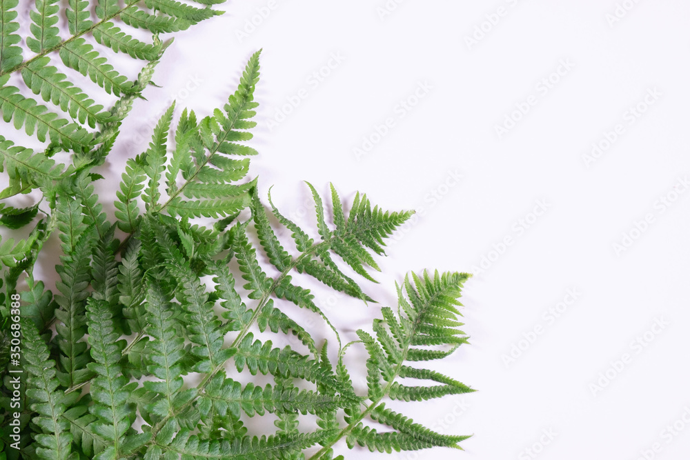 carved branches of green fern on the wall carved branches of green fern on the wall