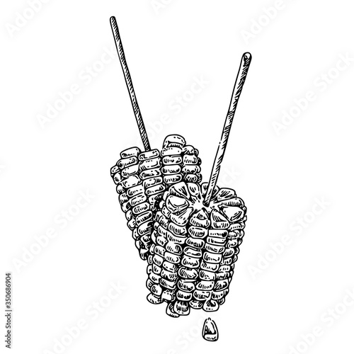 Corn cob on wooden sticks. Sketch. Engraving style. Vector illustration.