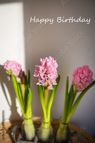 Beautiful spring pink hyacinth in a vase. Close-up.