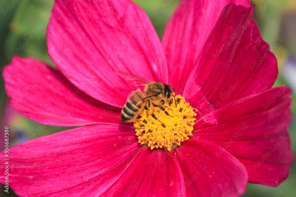 Bee on a Celandine flower (in german Schmuckkörbchen) Cosmos bipinnatus