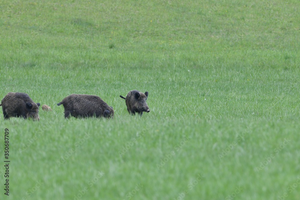 Wild boar near the forest grazing grass wildlife Wild boar near the forest grazing grass wildlife