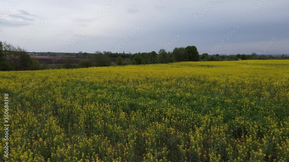 Aerial view on yellow rapeseed fields and black cultivated soil, view from above, beautiful nature texture background Aerial view on yellow rapeseed fields and black cultivated soil, view from above, beautiful nature texture background