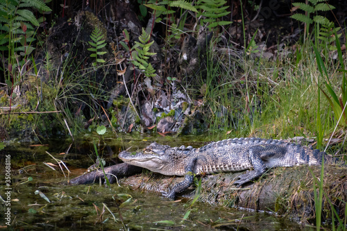 American Alligators camouflaged in canals of Okefenokee wildlife sanctuary in Georgia. 