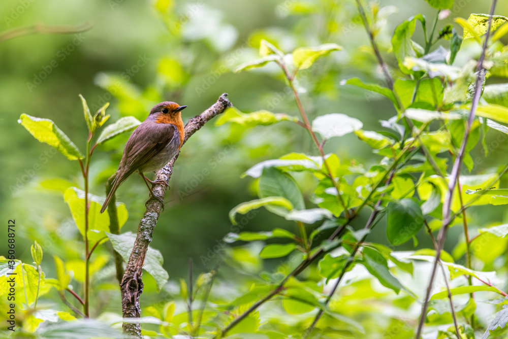 Erithacus rubecula on a branch in the forest Erithacus rubecula on a branch in the forest