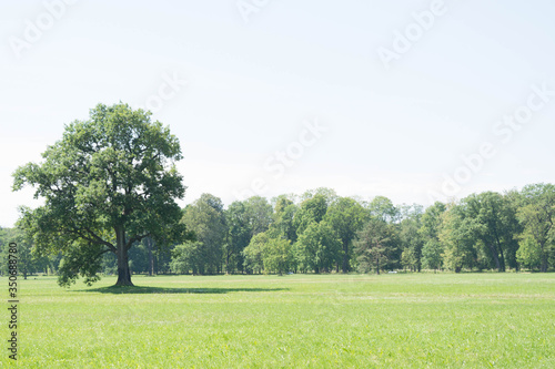 Tree on a green meadow. Summer landscape