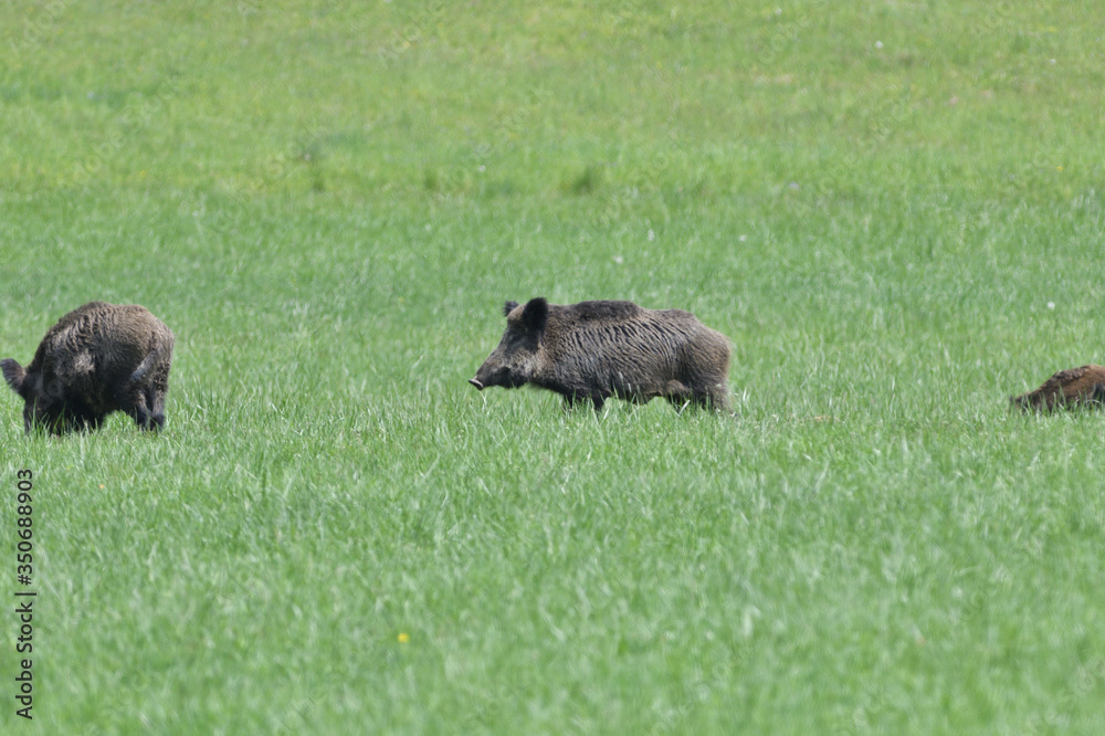 Wild boar near the forest grazing grass wildlife