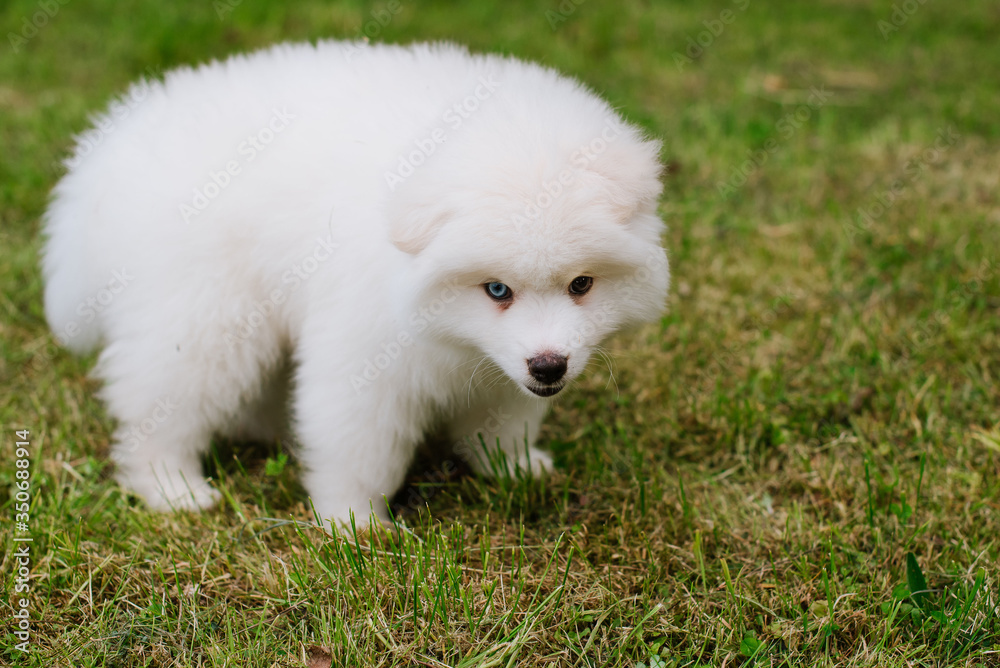 Little white puppy outdoors in the park. Close up. Pomsky puppy dog. Adorable mini husky little dog