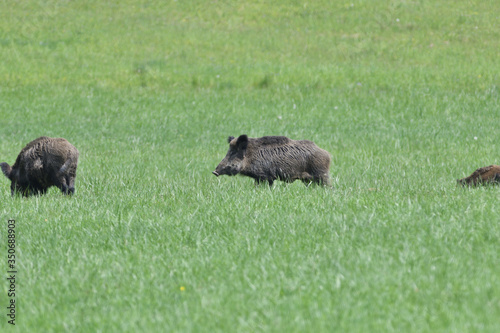 Obraz na płótnie Wild boar near the forest grazing grass wildlife w salonie