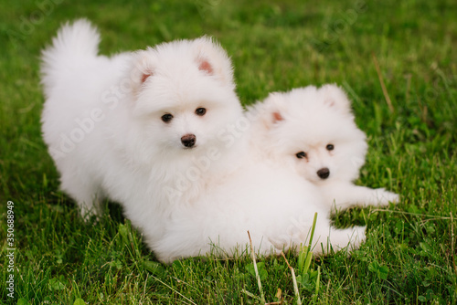 White little puppies playing on green grass during walking in the park. Adorable cute Pomsky Puppy dog , a husky mixed with a pomeranian spitz