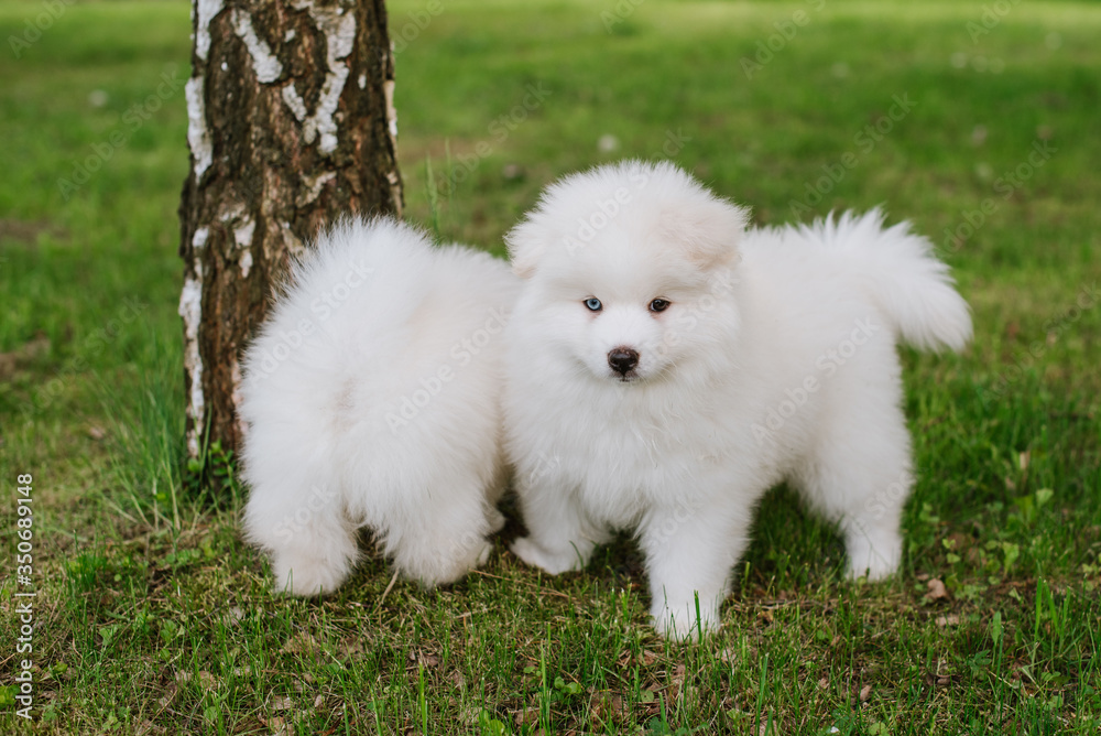 White little puppies playing on green grass during walking in the park. Adorable cute Pomsky Puppy dog , a husky mixed with a pomeranian spitz White little puppies playing on green grass during walking in the park. Adorable cute Pomsky Puppy dog , a husky mixed with a pomeranian spitz